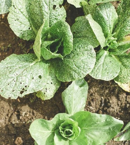 About Us farming03 free img